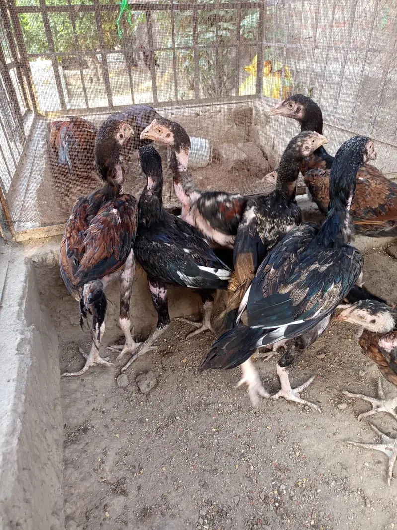 Aseel Mianwali breed — photo 2