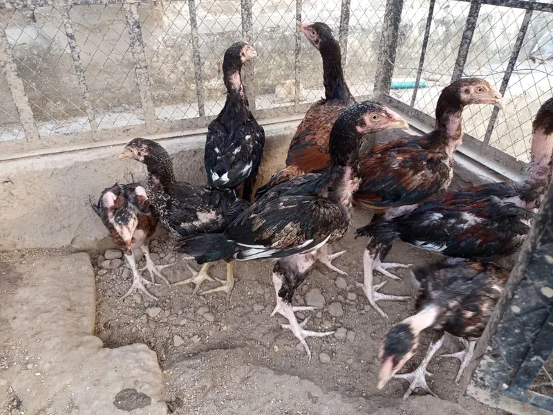 Aseel Mianwali breed — photo 3