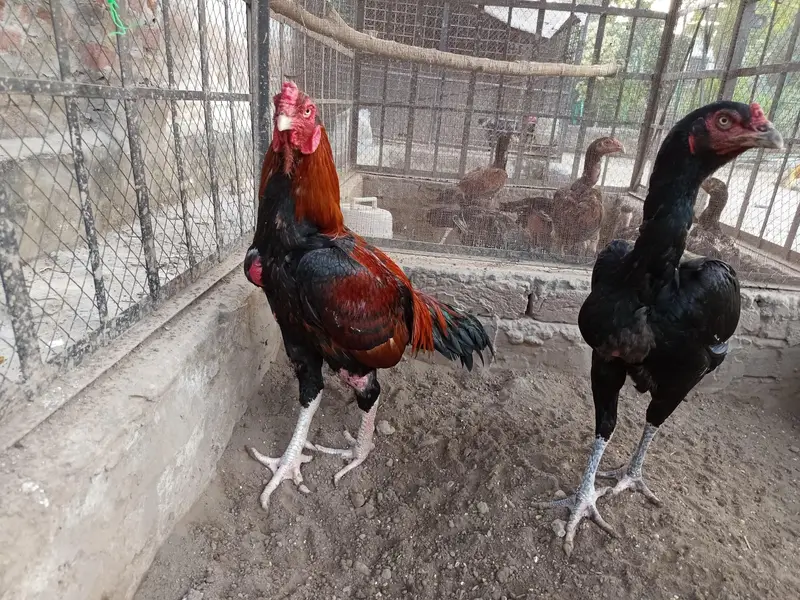 Aseel Mianwali breed — photo 5