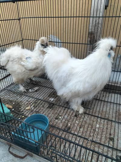 white silkie pair