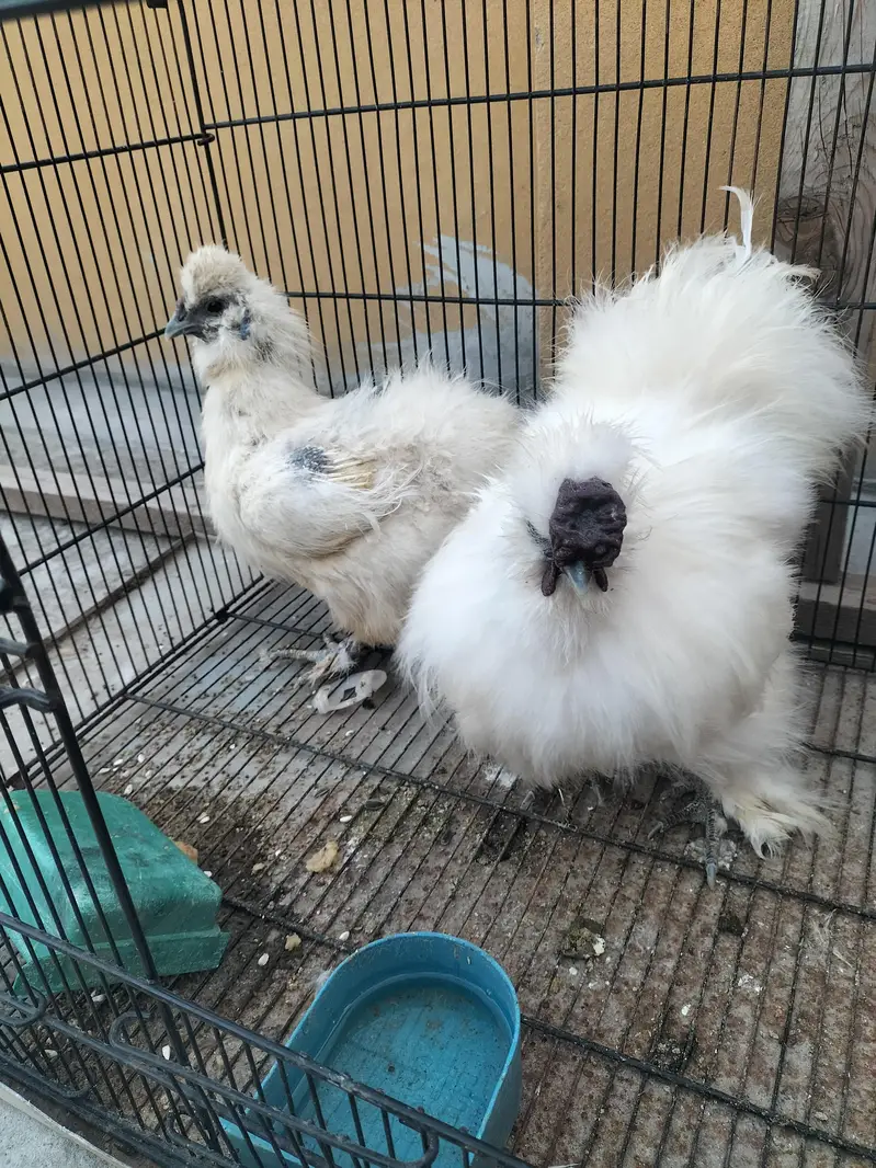 white silkie pair — photo 2
