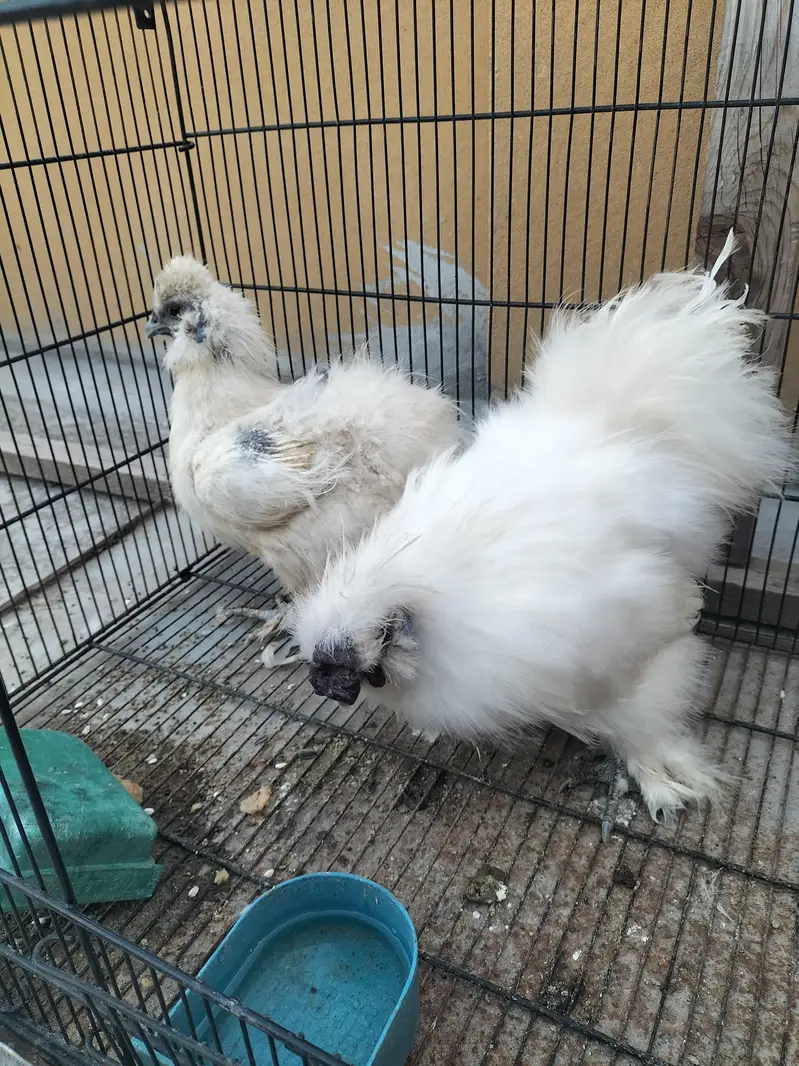 white silkie pair — photo 3