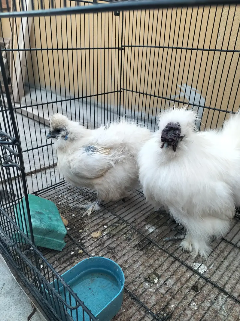white silkie pair — photo 4