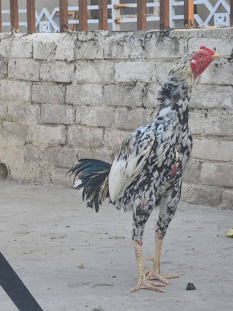 Aseel — photo 3