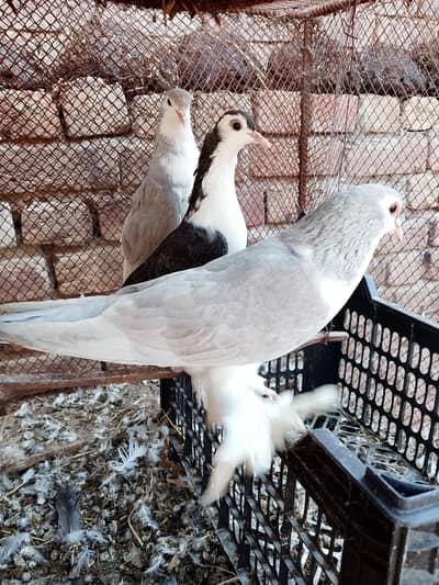 silver Sherazi breder pair