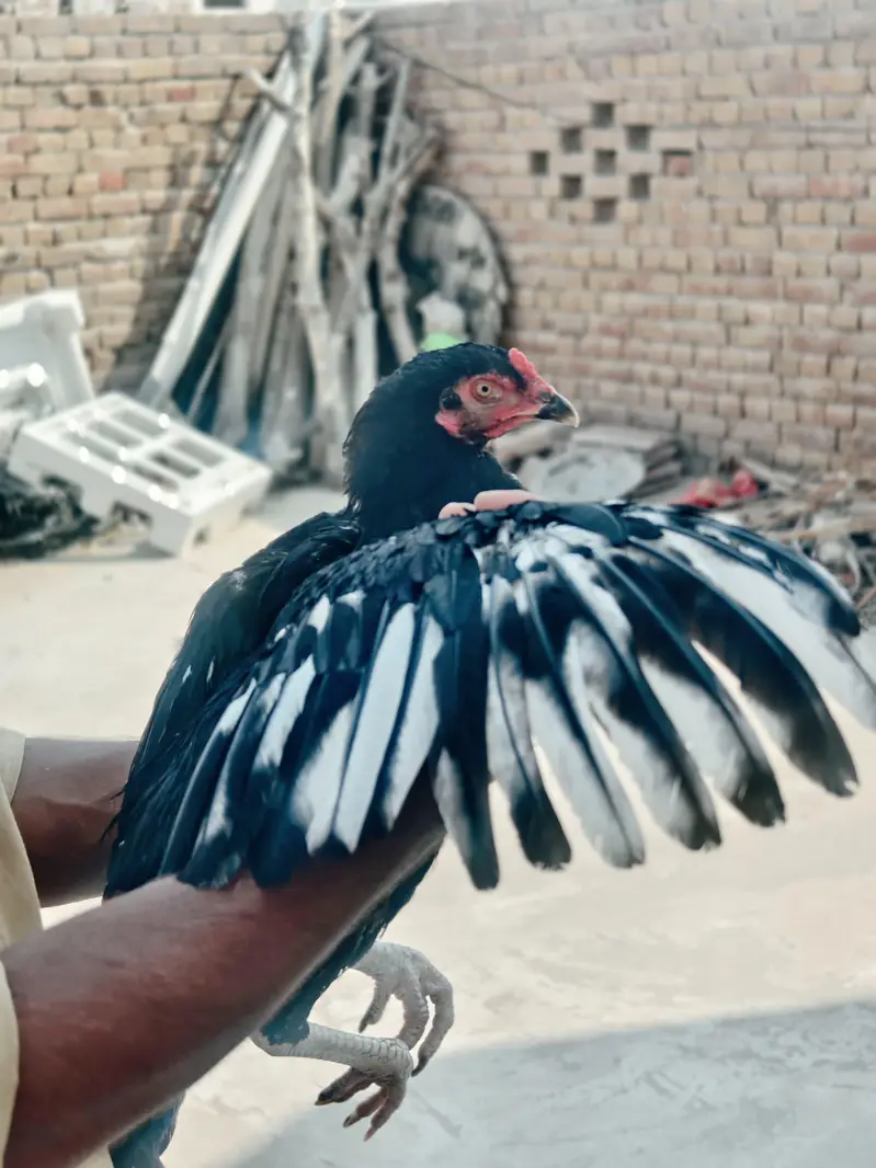 pure 100 % lassani patha — photo 2