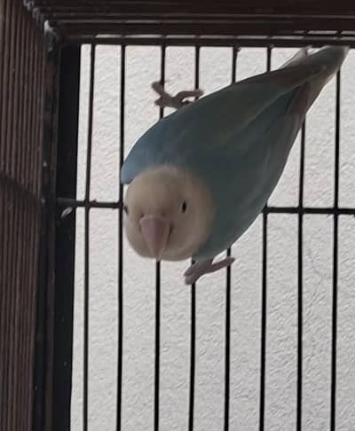 love bird dilute