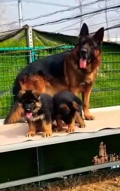 German Shepherd breed for sale mor WhatsApp