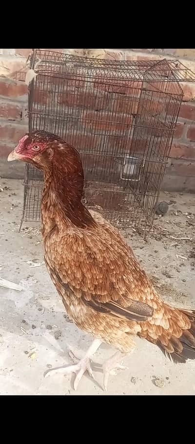 Desi Murgha Aseel hen exchange and sale
