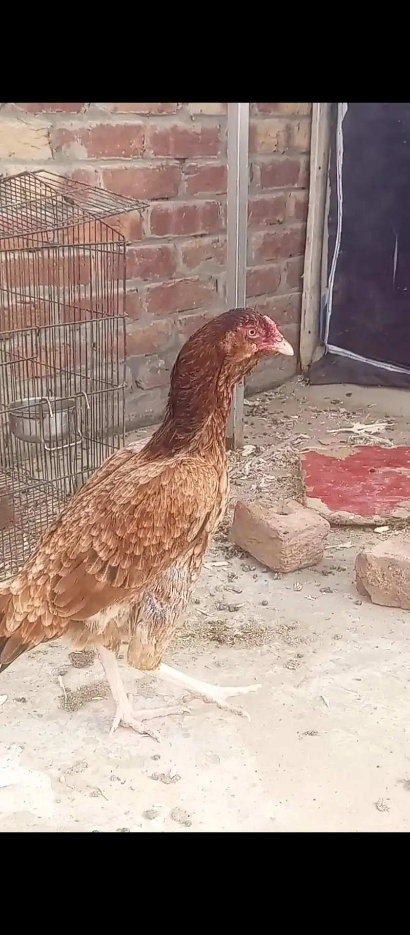 Desi Murgha Aseel hen exchange and sale — photo 2