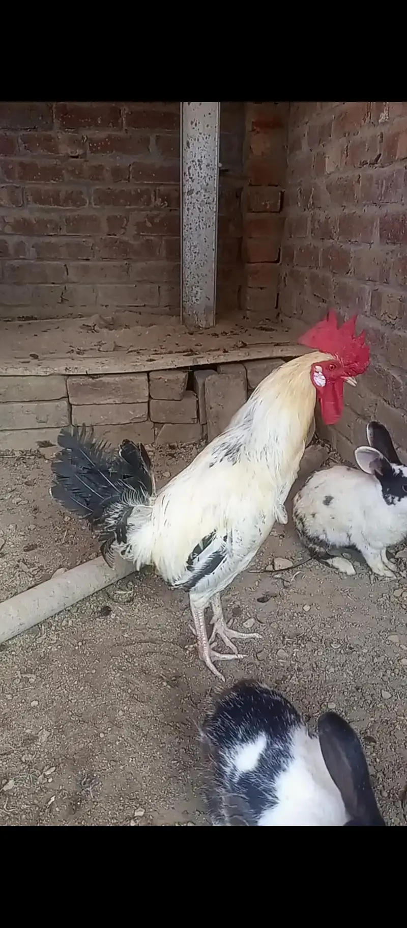 Desi Murgha Aseel hen exchange and sale — photo 3