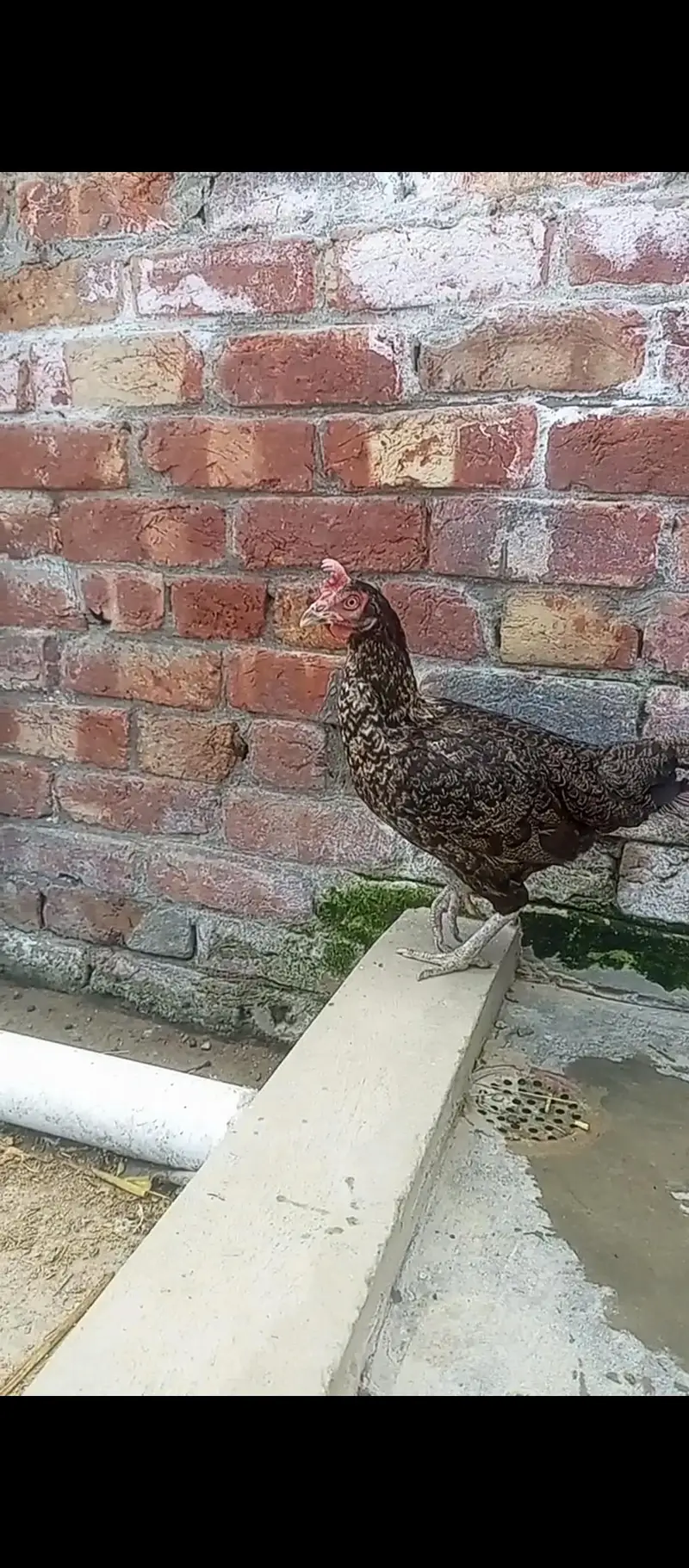 Desi Murgha Aseel hen exchange and sale — photo 4