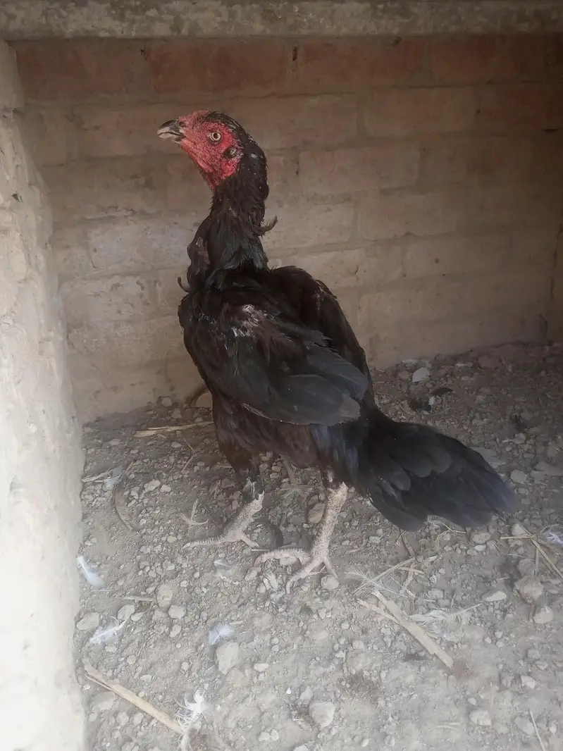 Desi Murgha Aseel hen exchange and sale — photo 6