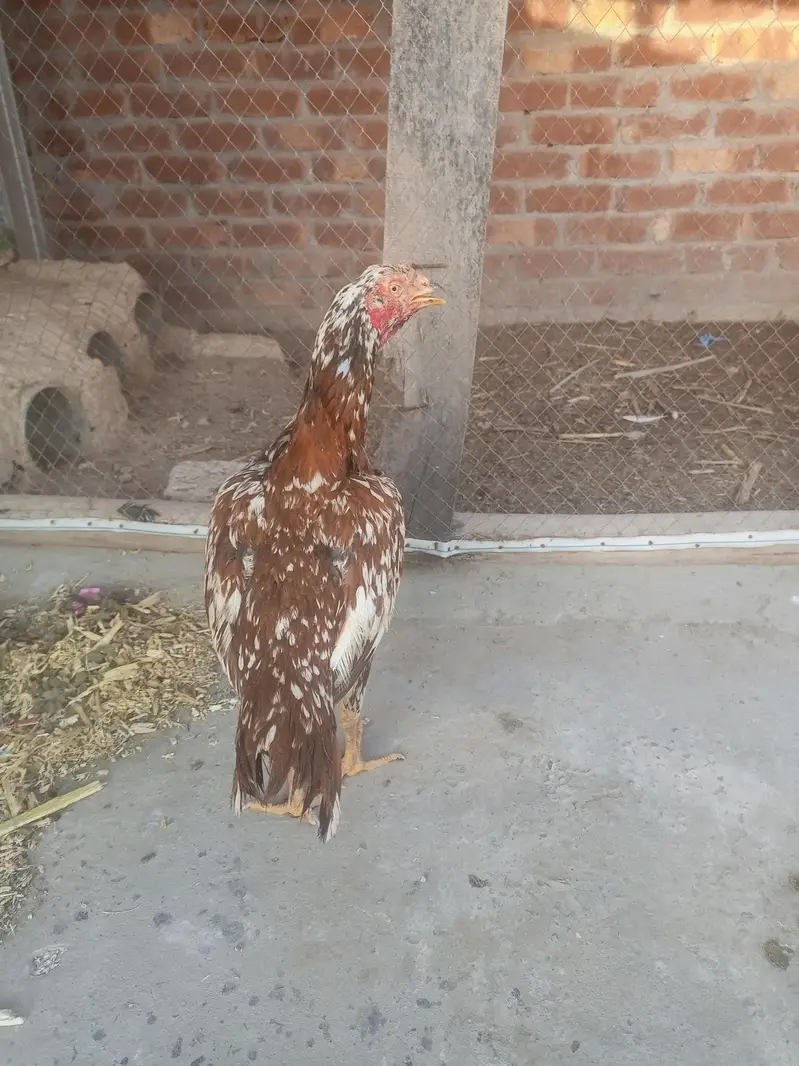 Desi Murgha Aseel hen exchange and sale — photo 10