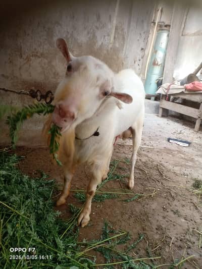 Pure Gulabi Teddy Bakra | Top Quality Breeder Male | Healthy & Active