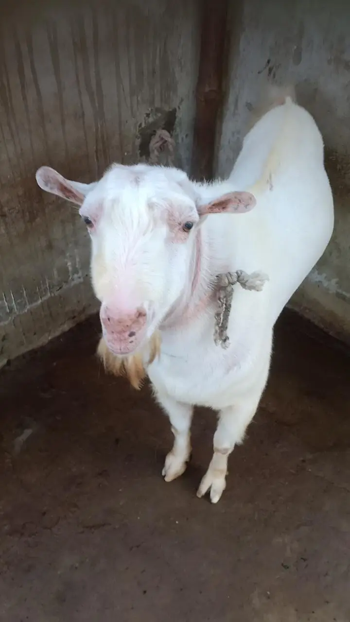 Pure Gulabi Teddy Bakra | Top Quality Breeder Male | Healthy & Active — photo 3