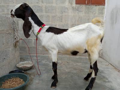 BAKRI FOR SALE