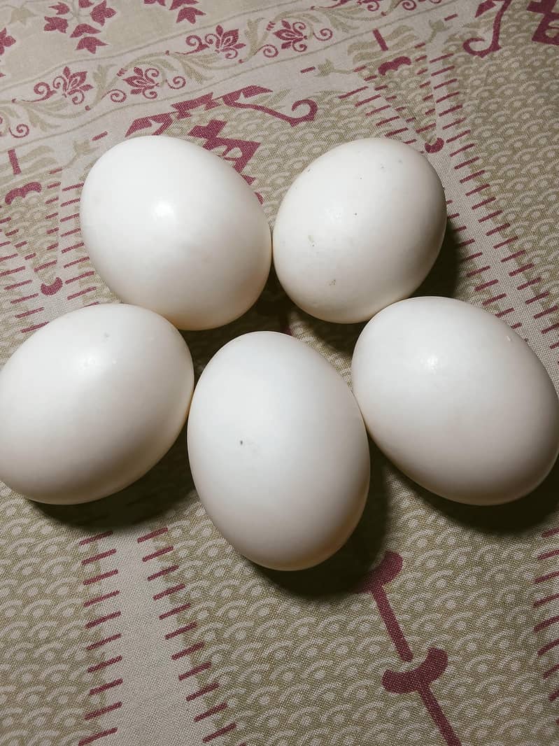 Duck Eggs 0