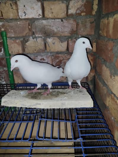 sherazi pigeons available