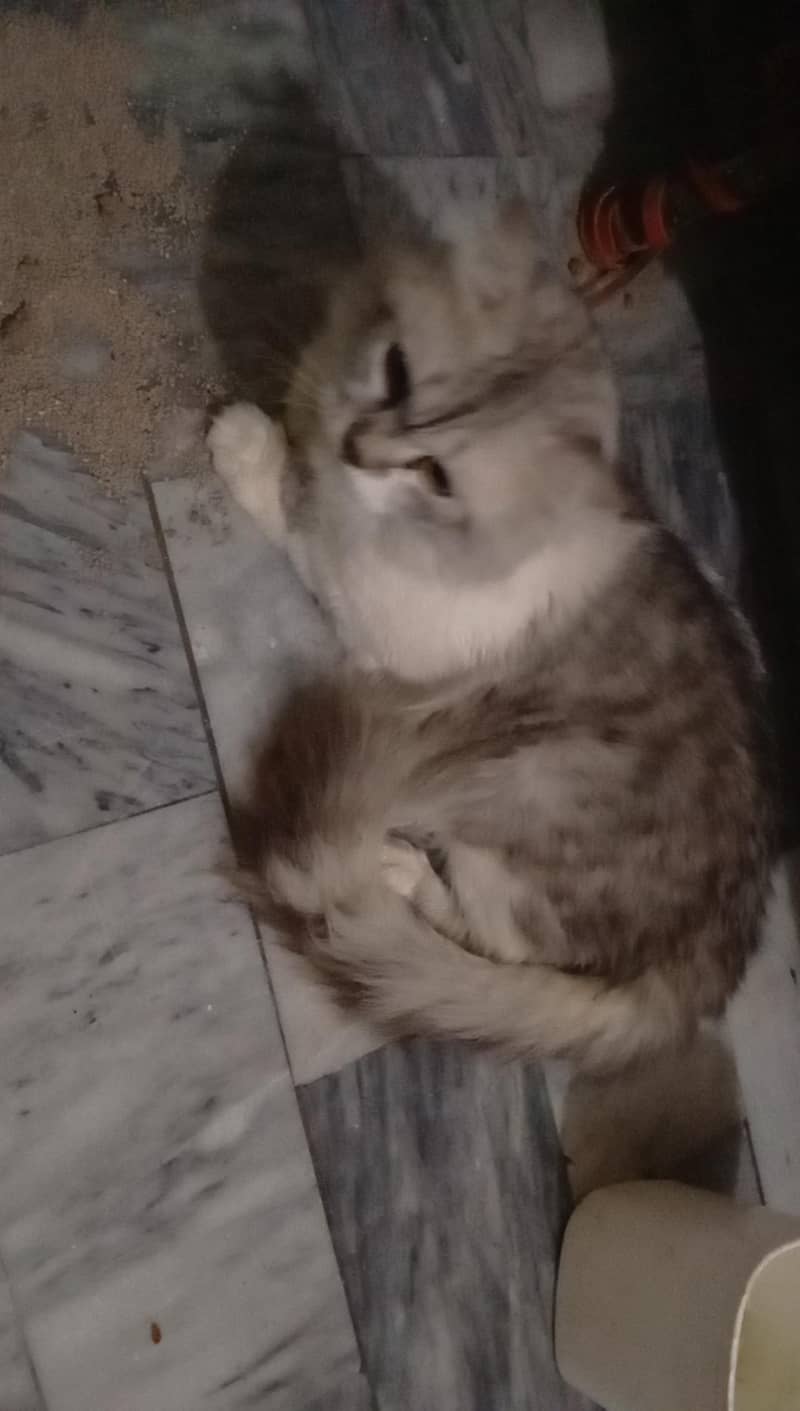 sell cat 0