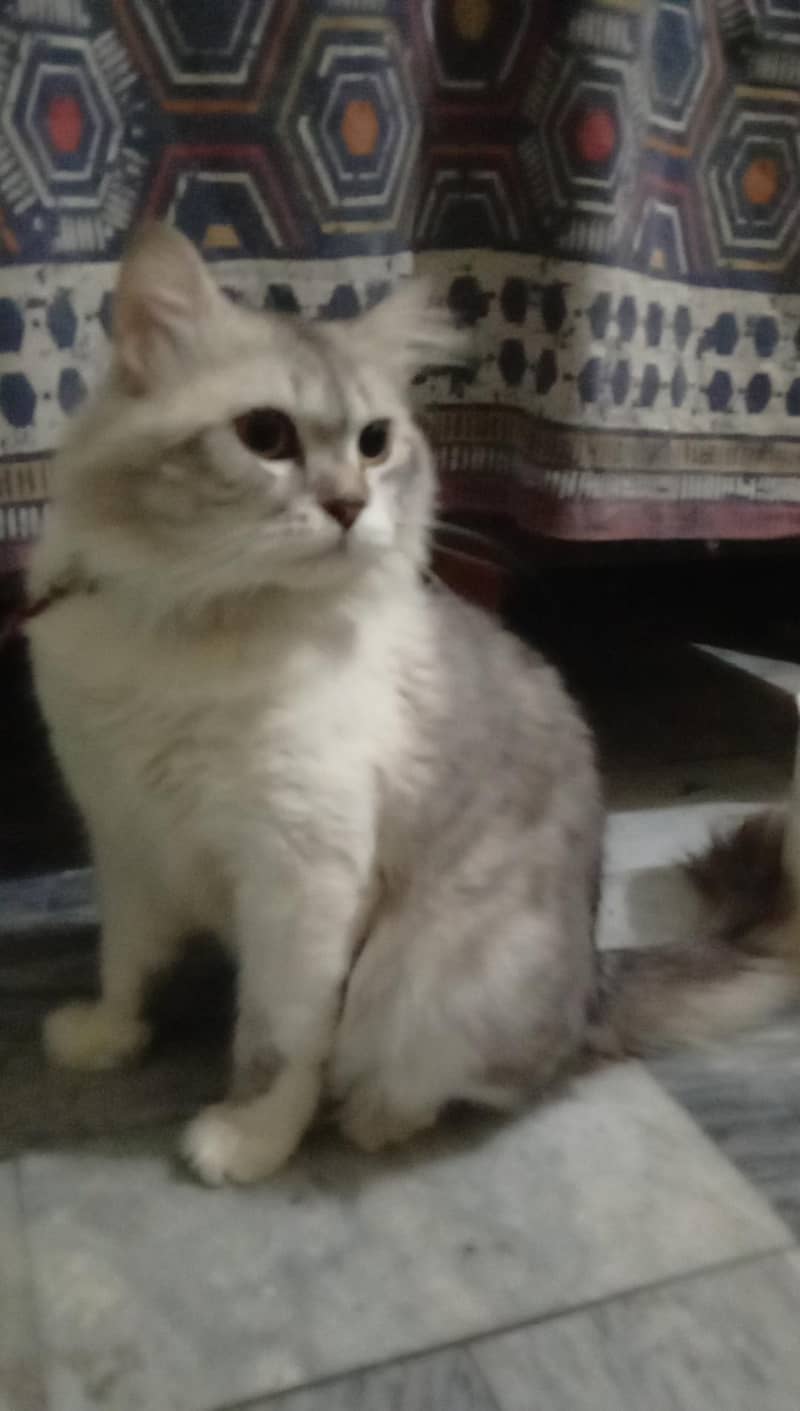 sell cat 1