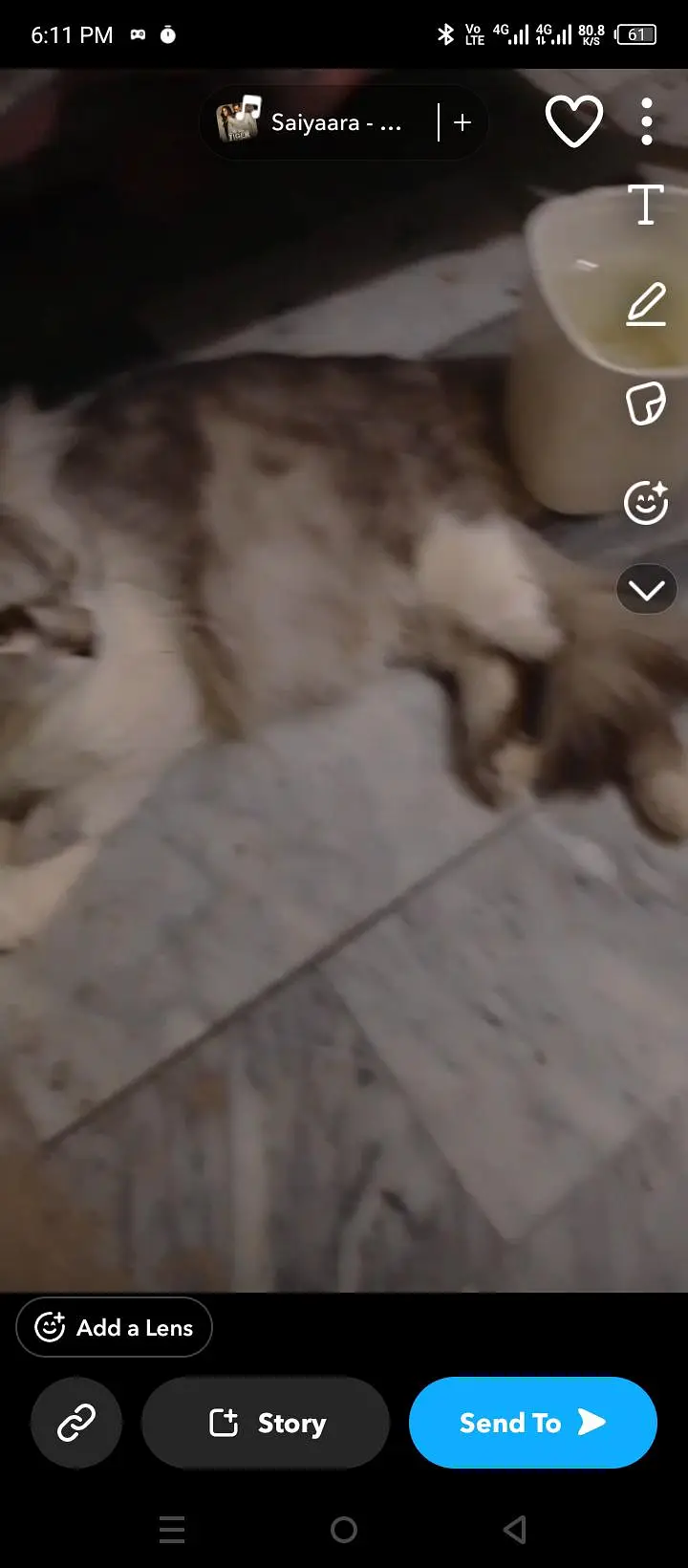 sell cat — photo 3