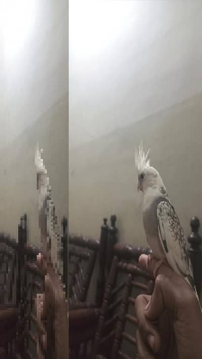 I AM SELLING MY COCKTAIL MALE BEAUTIFUL COLOUR