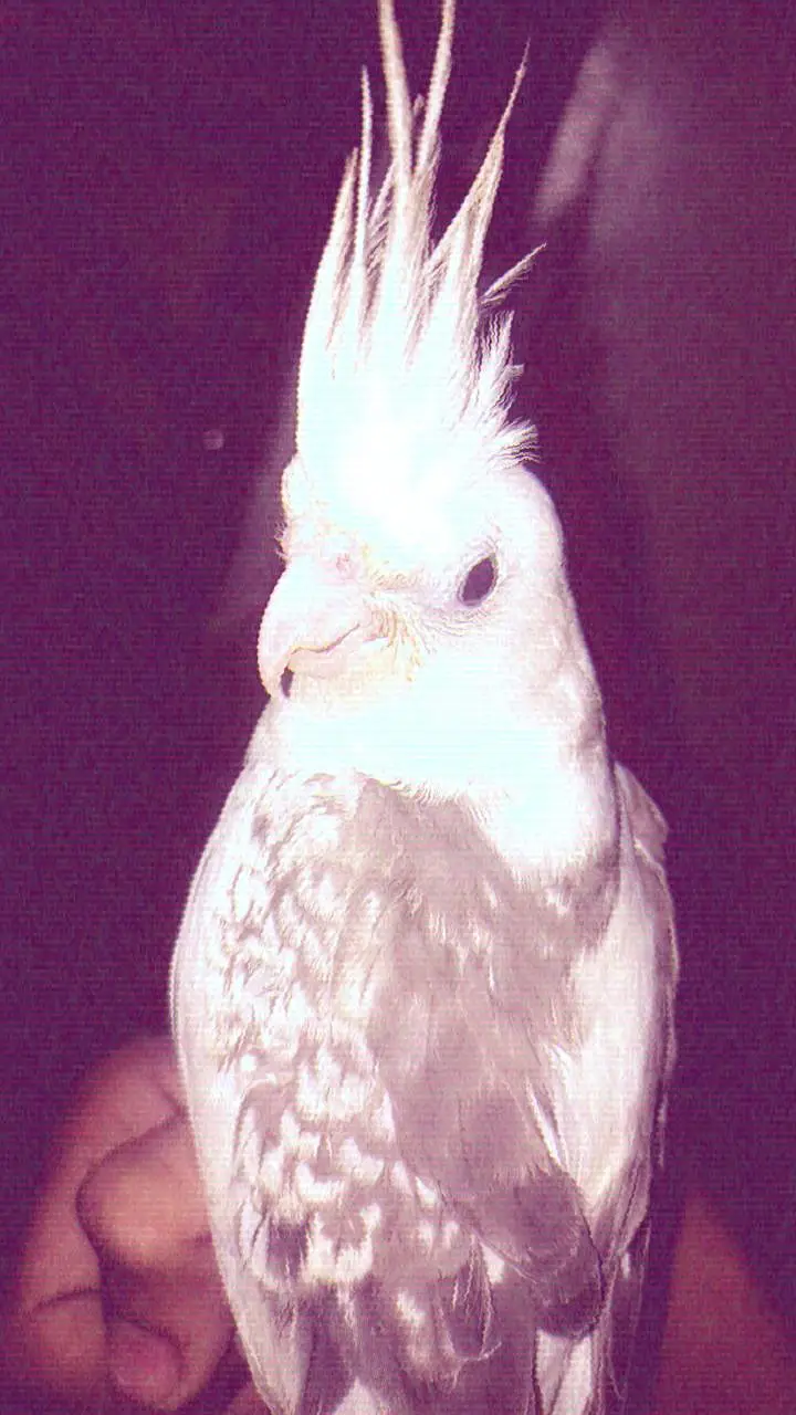 I AM SELLING MY COCKTAIL MALE BEAUTIFUL COLOUR — photo 2