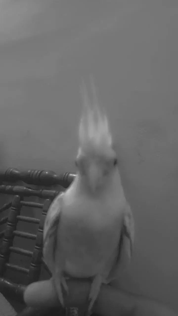 I AM SELLING MY COCKTAIL MALE BEAUTIFUL COLOUR — photo 4