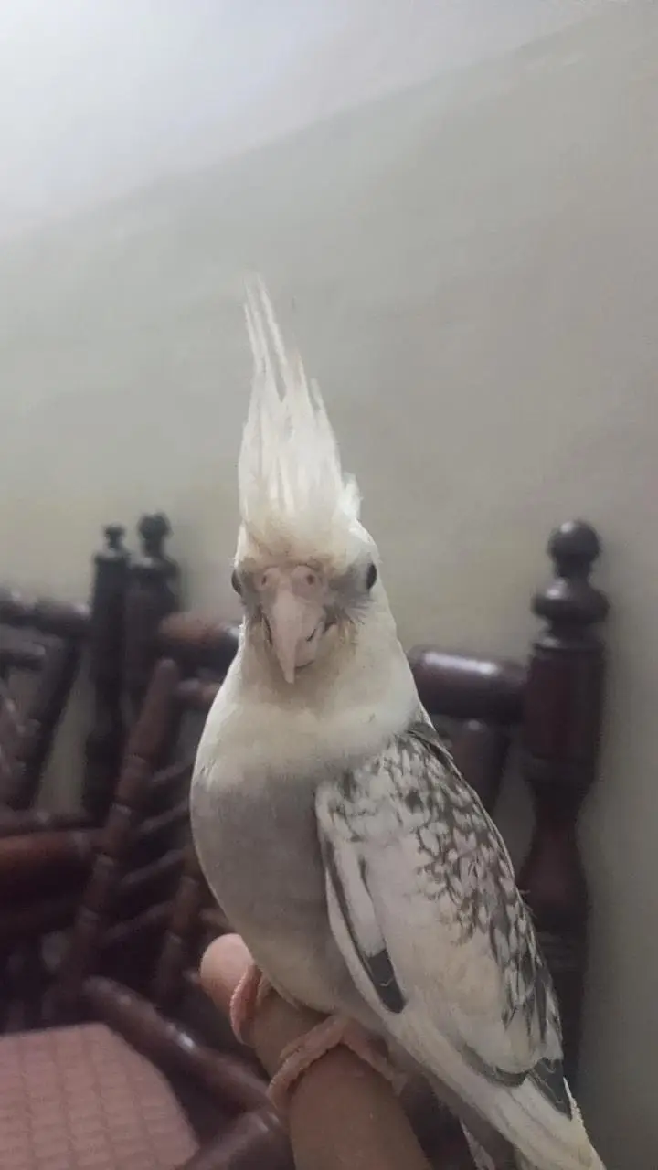 I AM SELLING MY COCKTAIL MALE BEAUTIFUL COLOUR — photo 5