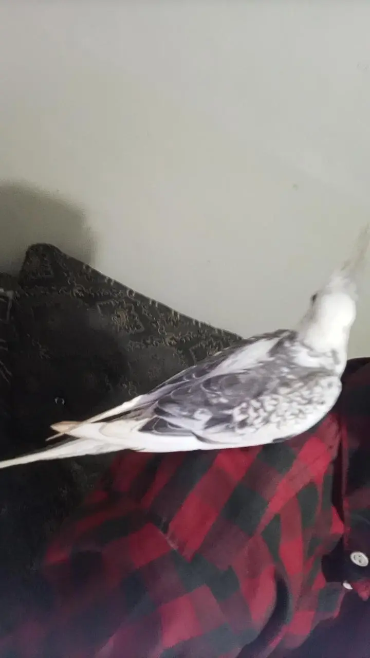 I AM SELLING MY COCKTAIL MALE BEAUTIFUL COLOUR — photo 6