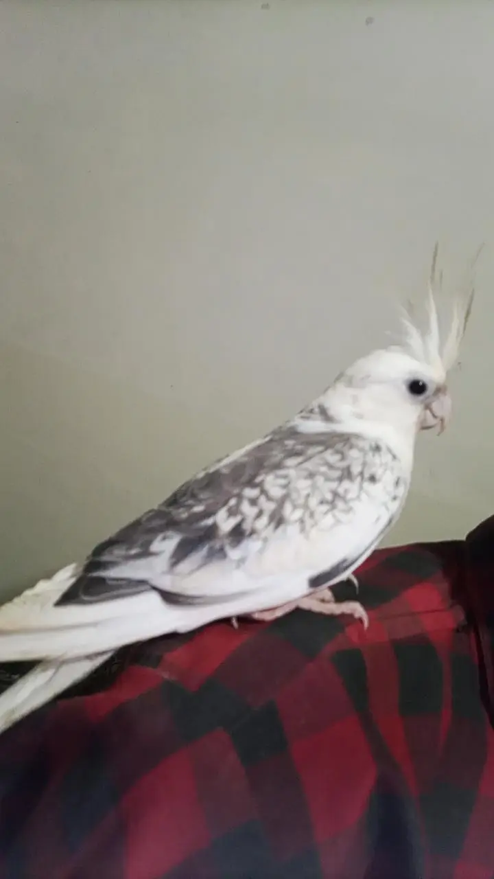 I AM SELLING MY COCKTAIL MALE BEAUTIFUL COLOUR — photo 7
