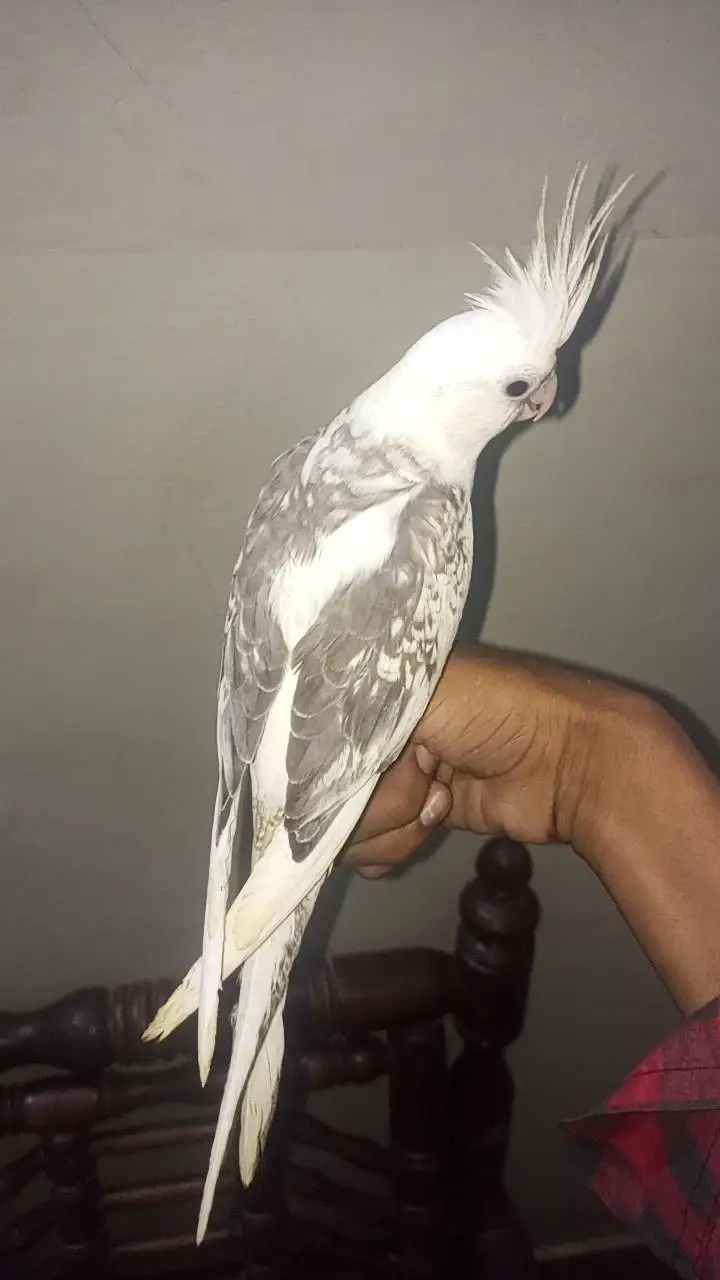 I AM SELLING MY COCKTAIL MALE BEAUTIFUL COLOUR — photo 8