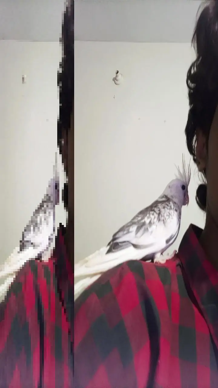 I AM SELLING MY COCKTAIL MALE BEAUTIFUL COLOUR — photo 9