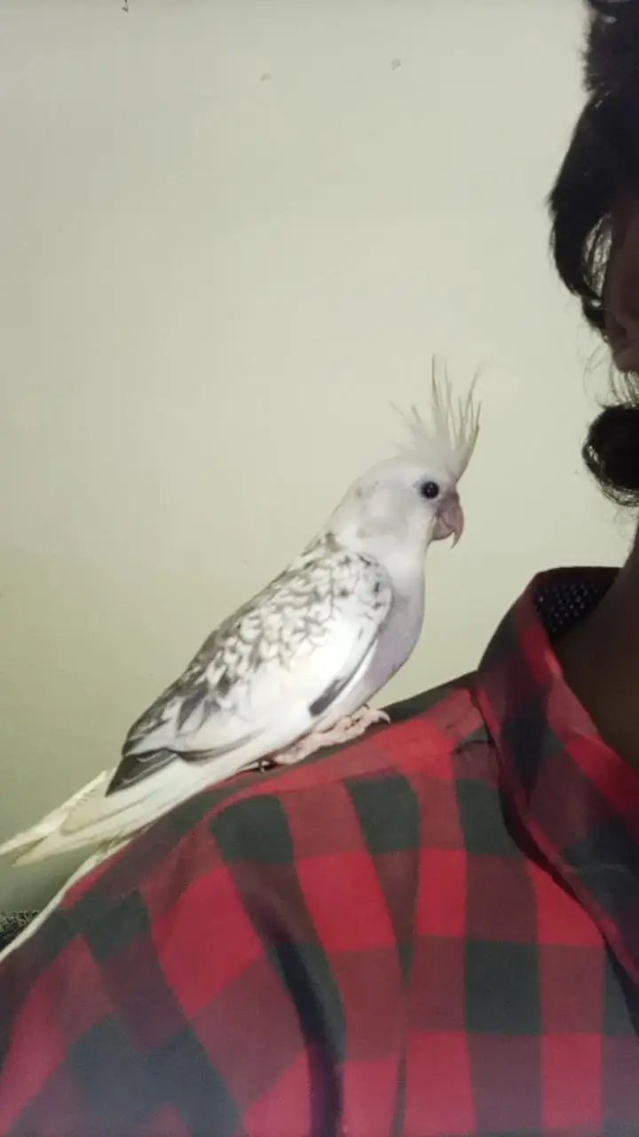 I AM SELLING MY COCKTAIL MALE BEAUTIFUL COLOUR — photo 10