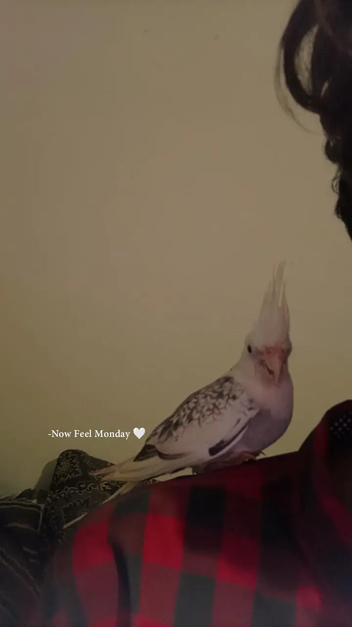I AM SELLING MY COCKTAIL MALE BEAUTIFUL COLOUR — photo 11