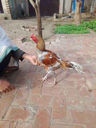 Sindhi mugra for sale