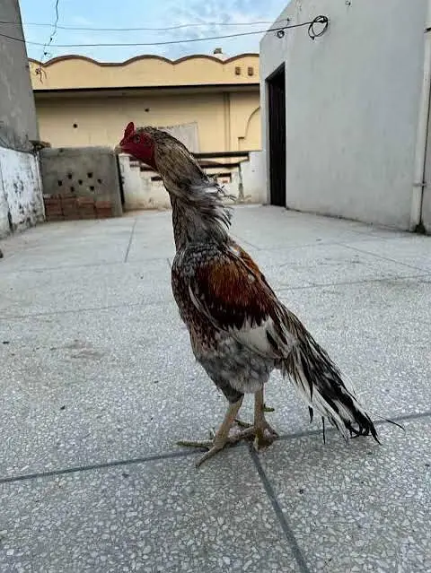 Sindhi mugra for sale — photo 2