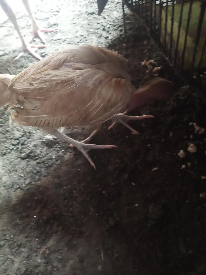 pure white Heera Aseel. . . Home Breed — photo 2