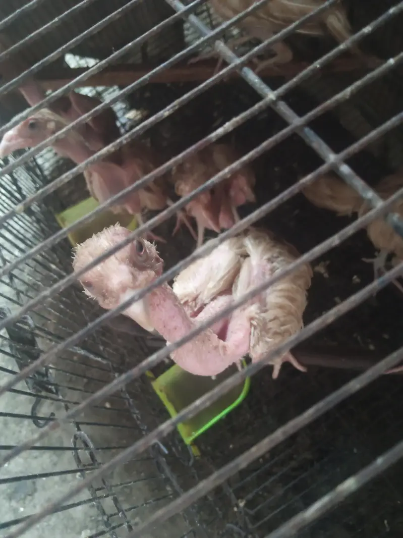 pure white Heera Aseel. . . Home Breed — photo 3
