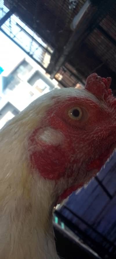 breeder Heera aseel murga Whatsapp 03254090646
