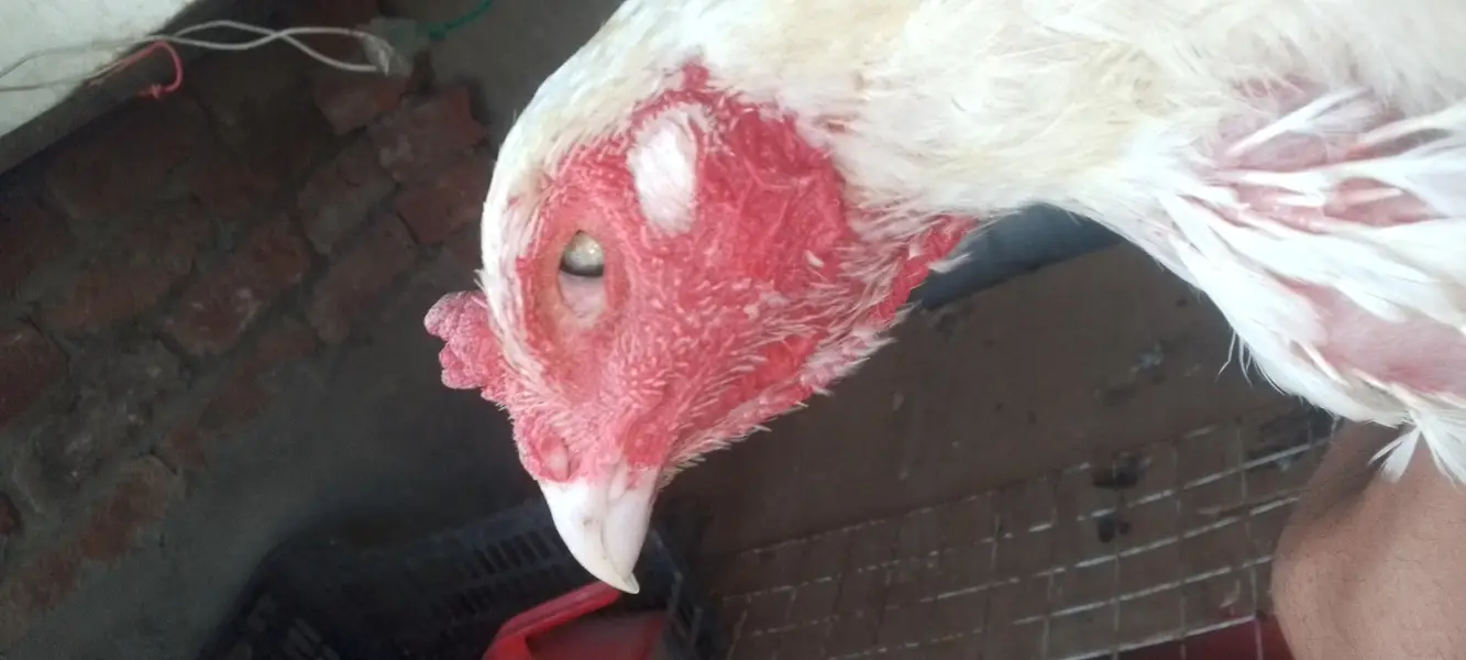 breeder Heera aseel murga Whatsapp 03254090646 — photo 2