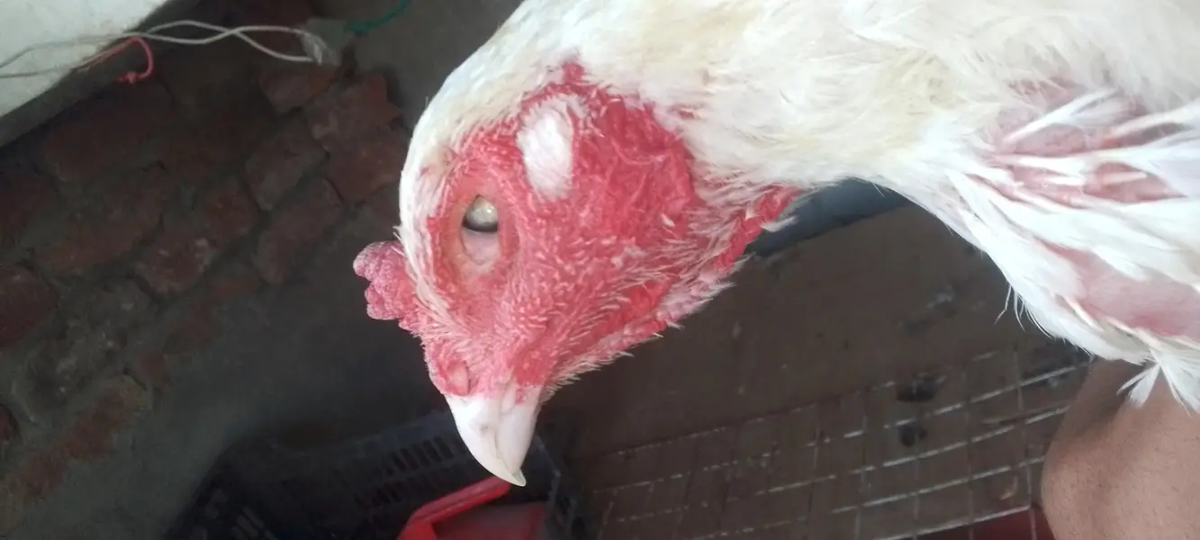 breeder Heera aseel murga Whatsapp 03254090646 — photo 3