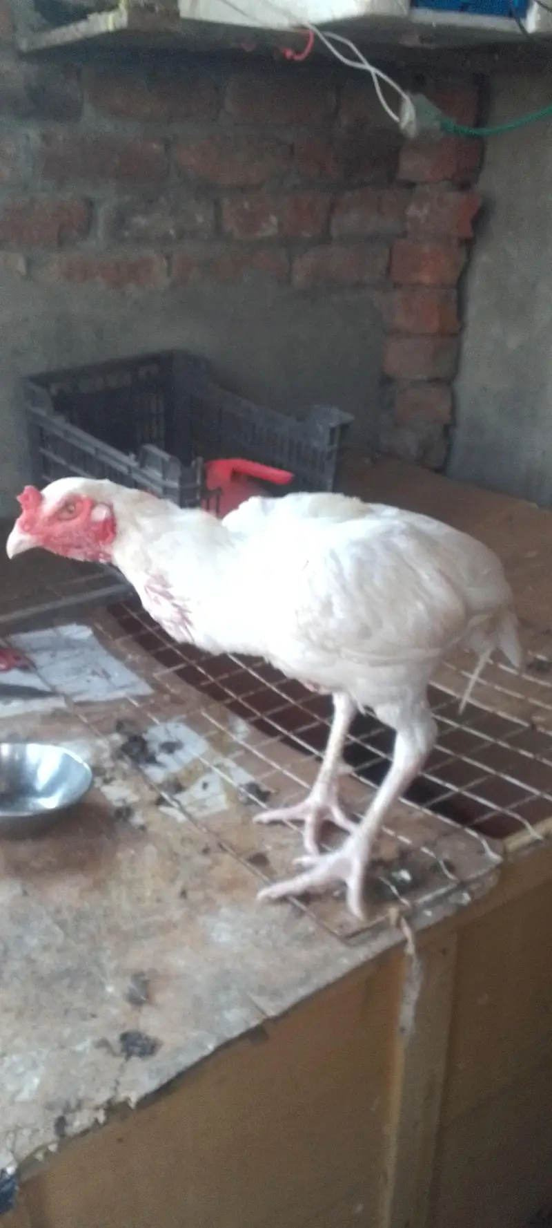 breeder Heera aseel murga Whatsapp 03254090646 — photo 4