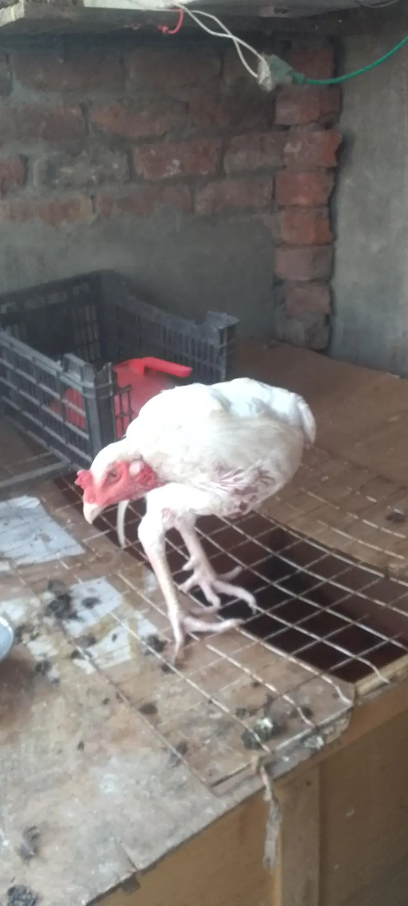 breeder Heera aseel murga Whatsapp 03254090646 — photo 5