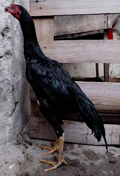 puer black