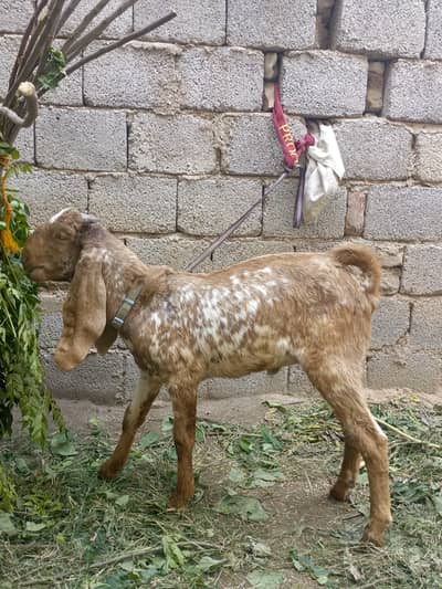 Makhi cheena Bakra for sale in wah cantt
