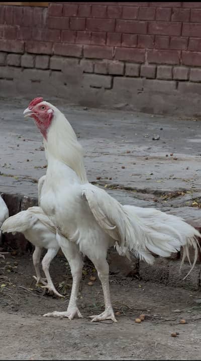 Paper white heera aseel home breed chicks ki gurantee