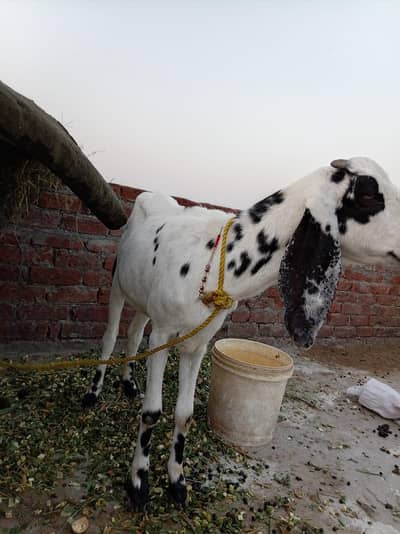 4 dant ek man ki karas hai 0318/049/4722/