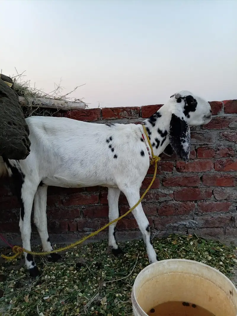 4 dant ek man ki karas hai 0318/049/4722/ — photo 2